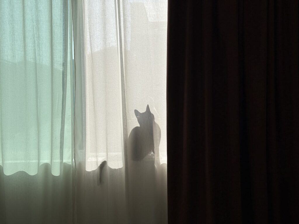 cat silhouette through sheer curtains bedroom window natural light