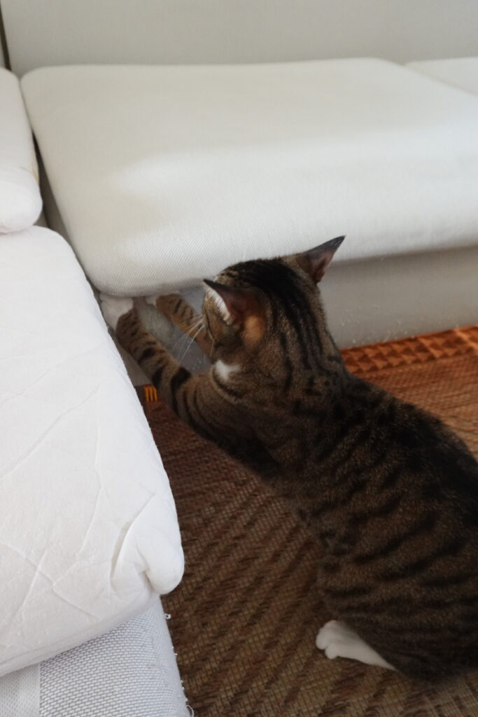cat scratching couch