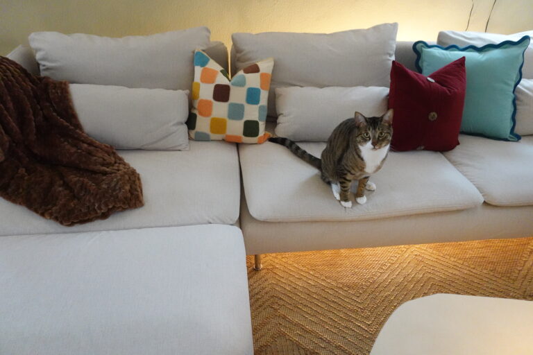 cat on new beige couch