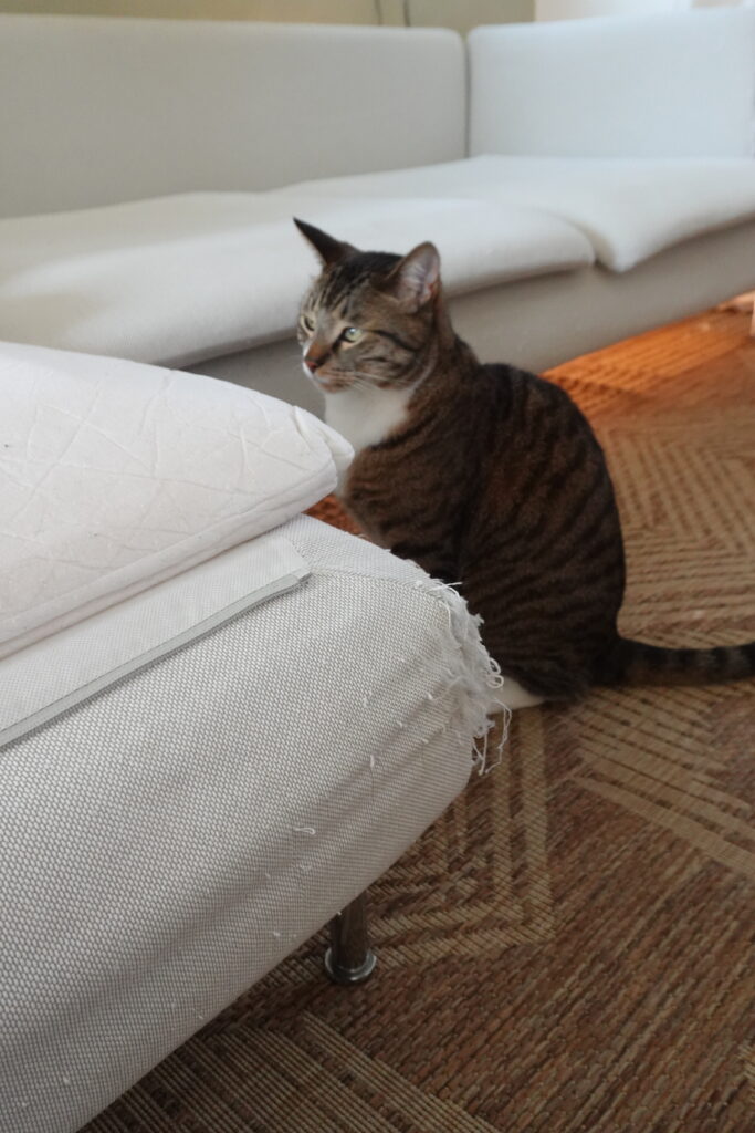 cat with destroyed couch